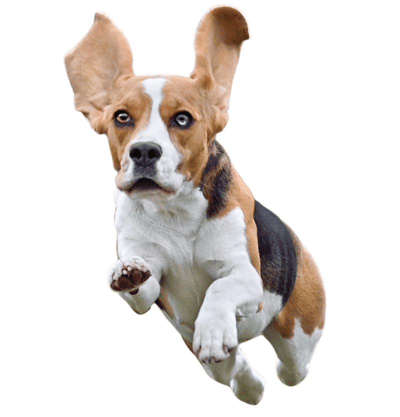 Beagle Dog jumping
