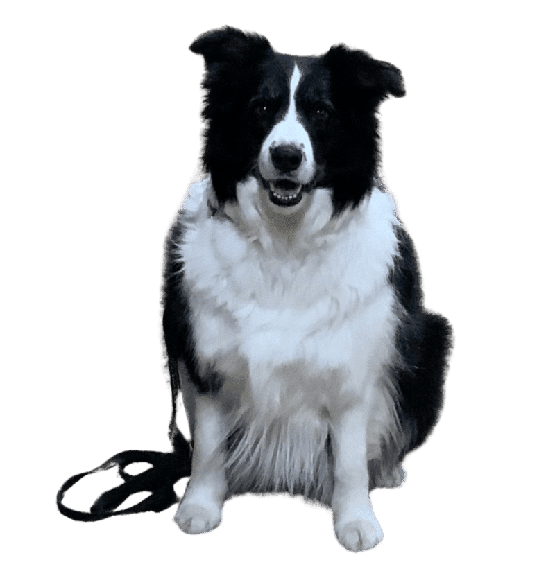 Black and white obedient dog in SIT and STAY