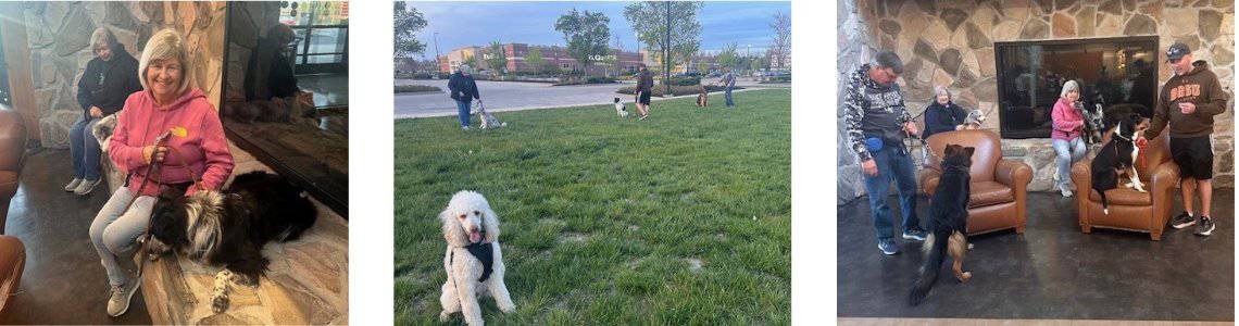 Dog training outing to public shopping center
